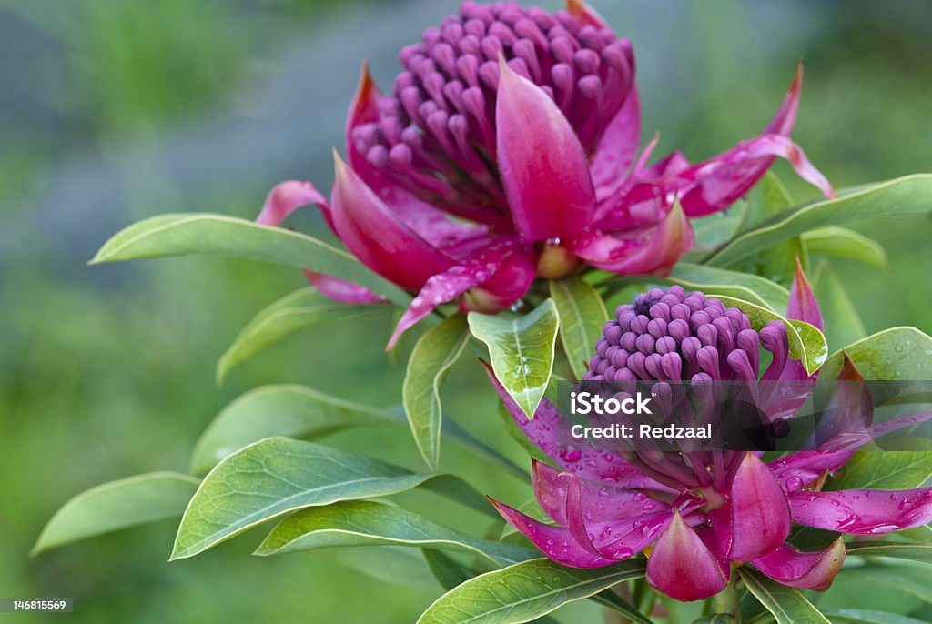 Waratah Telopea 'Shady Lady' in rain The waratah, (genus Telopea) contains five species from the east coast regions of Australia. The waratah is one of Australia's most beautiful and spectacular native plants. This plant 'Shady Lady' is a x between T.speciosissima and T.oreades and is more purple red than Telopea speciosissima. Australia Stock Photo