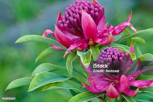 Waratah Telopea Shady Lady In Rain Stock Photo - Download Image Now - Australia, Flower, Indigenous Culture