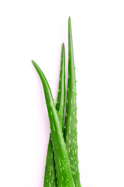 istock Green aloe vera leaves on white background. 1468155930