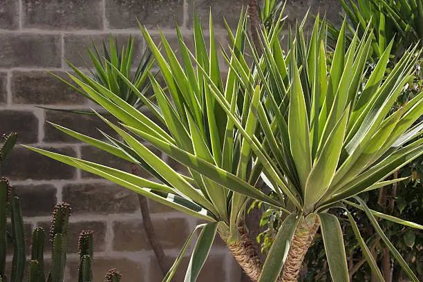 A yucca palm planted in a garden