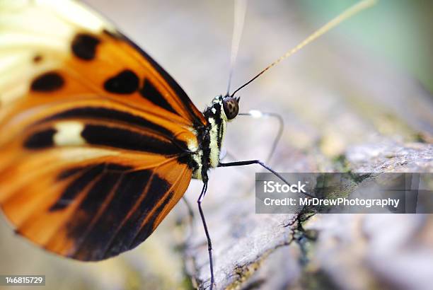 Makro Butterfly - zdjęcia stockowe i więcej obrazów Biały - Biały, Bliskie zbliżenie, Czarny kolor