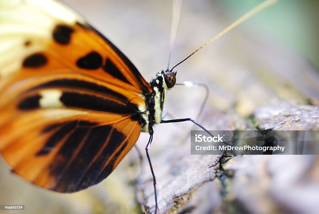 Macro de Borboleta - Royalty-free Amarelo Foto de stock