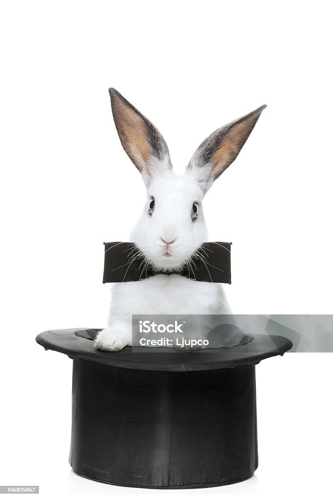 Blick auf ein Kaninchen mit Schleife - Lizenzfrei Kaninchen Stock-Foto