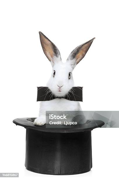 Blick Auf Ein Kaninchen Mit Schleife Stockfoto und mehr Bilder von Kaninchen - Kaninchen, Hut, Hasentiere