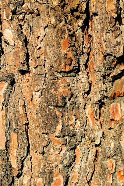 istock Pine tree bark background. Close up image of tree bark. 1468159023
