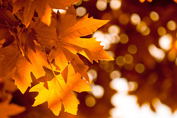 istock autumn leaves, very shallow focus 146815957