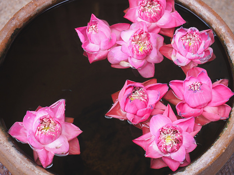 Pink lotus floating on water in the jar. Waterlily flowers.