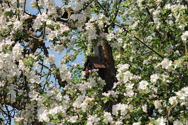 Apple-tree is in full blossom and little nesting-box is in it