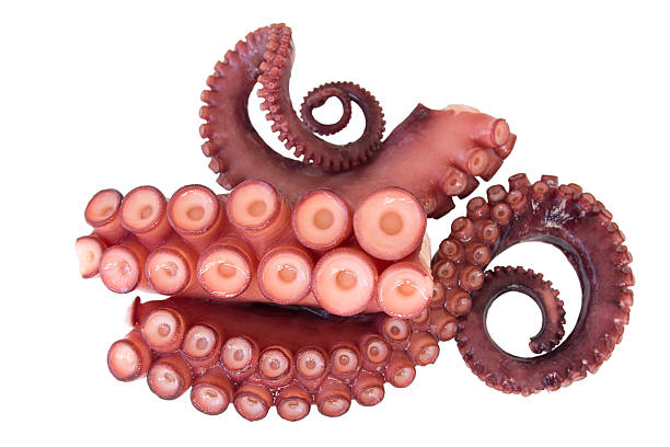 oktopus-tentakeln von - tierbein stock-fotos und bilder
