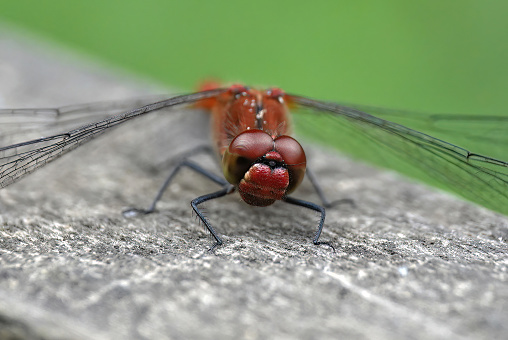 A closeup shot of a ruddy darter dragonfly on a wooden fence with a defocused green background.
