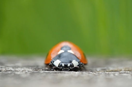 A ladybird, also known as a ladybug, in closeup looking at the camera with a defocused green background.