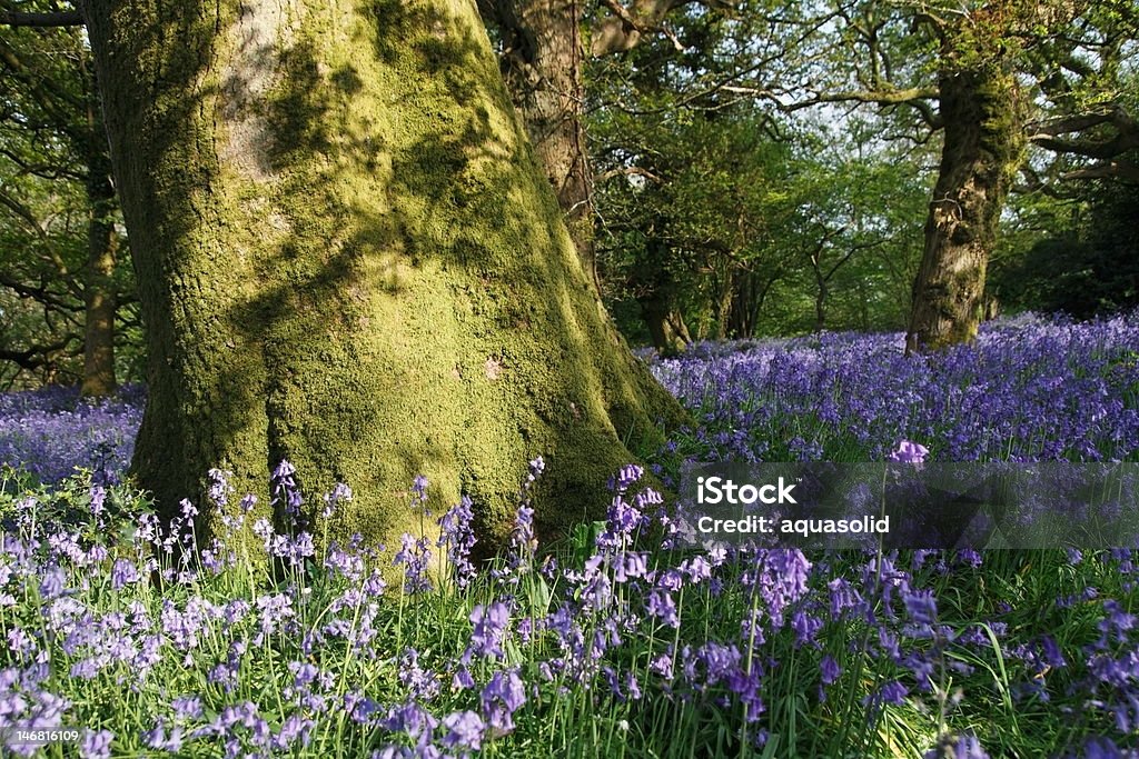 Magique bois bluebell dans le comté de Dorset-Angleterre. - Photo de Angleterre libre de droits