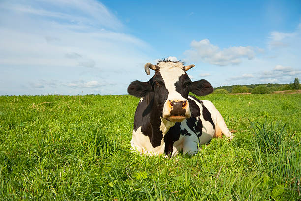 istock cow rest on the field 146816133