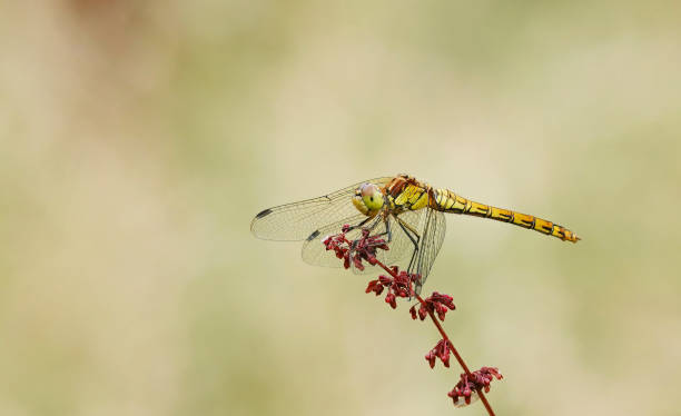 istock A common darter dragonfly, sympetrum striolatum, perching on a plant against a blurry background in summer with space for copy. 1468161555
