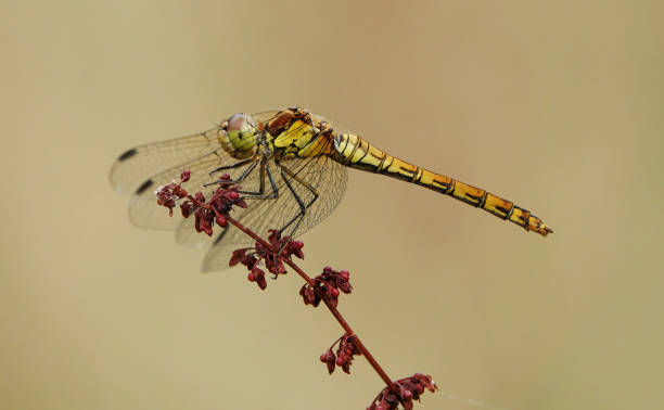 istock A closeup profile view of a common darter dragonfly, sympetrum striolatum, against a plain background. 1468161584