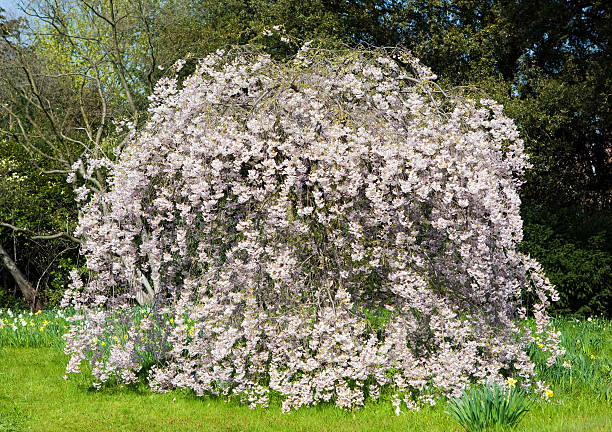 Blossom - foto de stock