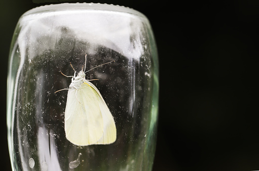 A butterfly trapped in a glass bottle