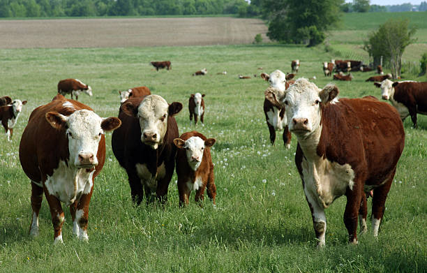 ベビー hereford のふくらはぎ ストックフォト