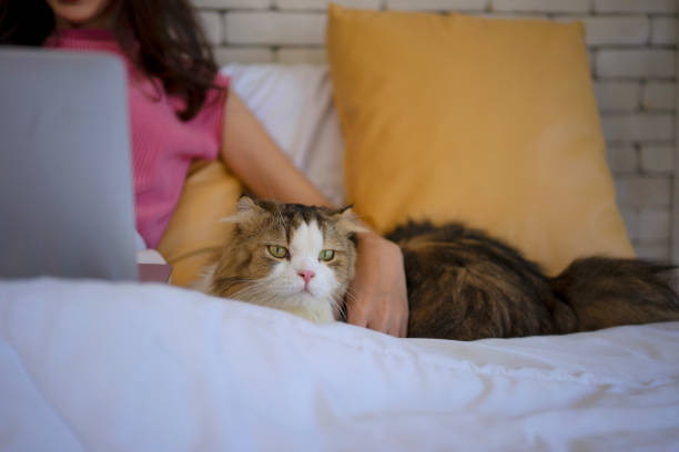 istock Young woman stay at home with cat. 1468162595