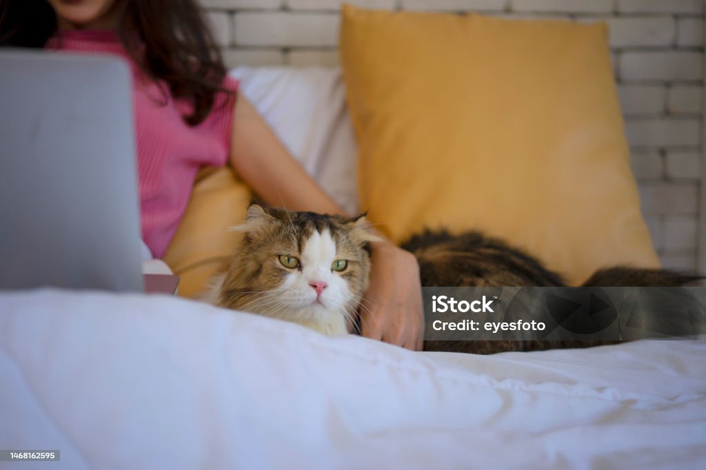 Young woman stay at home with cat. Young woman stay at home with cat. Pet lover concept. 20-24 Years Stock Photo