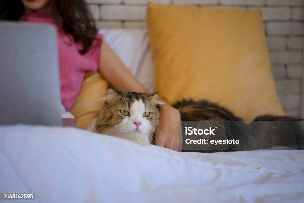 Young Woman Stay At Home With Cat Stock Photo - Download Image Now - 20-24 Years, Adult, Adults Only