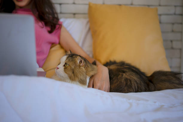 istock Young woman stay at home with cat. 1468162597