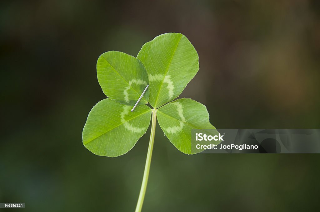 Haga su suerte! - Foto de stock de Día de San Patricio libre de derechos