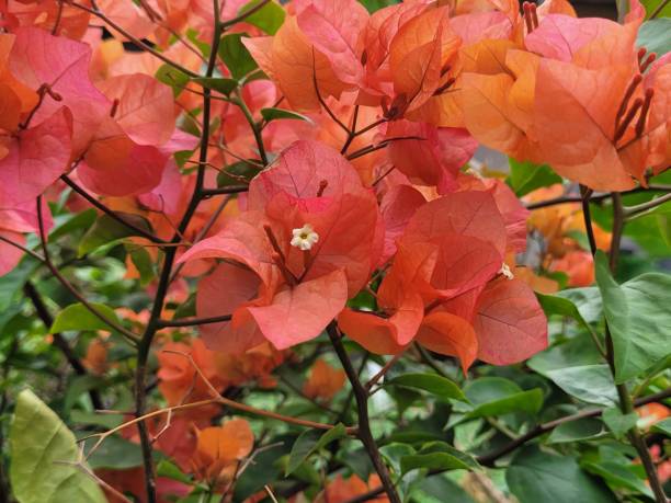 istock Bougainvillea glabra 1468163561