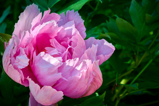 istock Pink Peony flowers close-up 1468163898