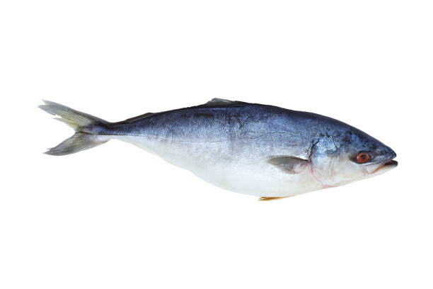 istock trevally isolated from the background on white background 1468164440
