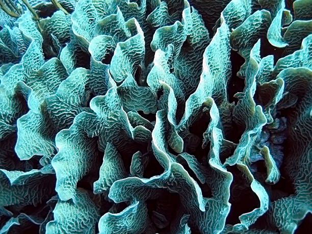 Close-up of an aqua colored coral Fragment of coral reef with large coral with fan-like sections trishz stock pictures, royalty-free photos & images