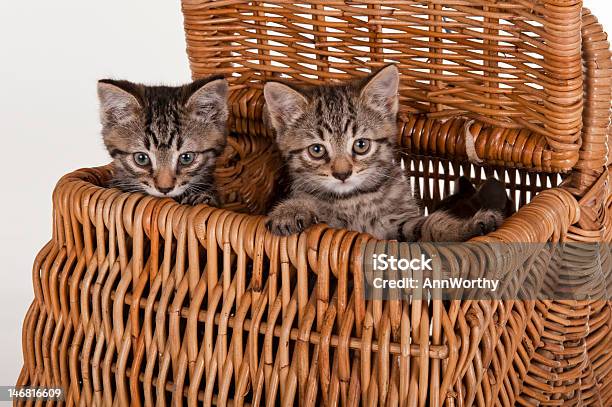 Zwei Graue Kätzchen Tabby Süße In Ein Picknickkorb Stockfoto und mehr Bilder von Blick in die Kamera