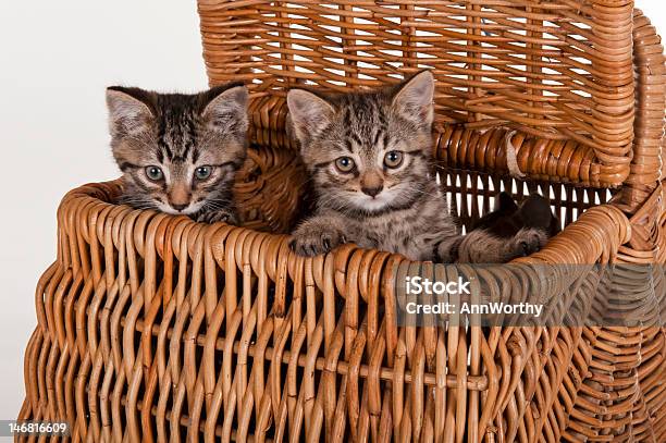 2개의 회색 얼룩무늬고양이 귀여운 Kittens 있는 피크닉 바구니 고양이 새끼에 대한 스톡 사진 및 기타 이미지 - 고양이 새끼, 귀여운, 놀기