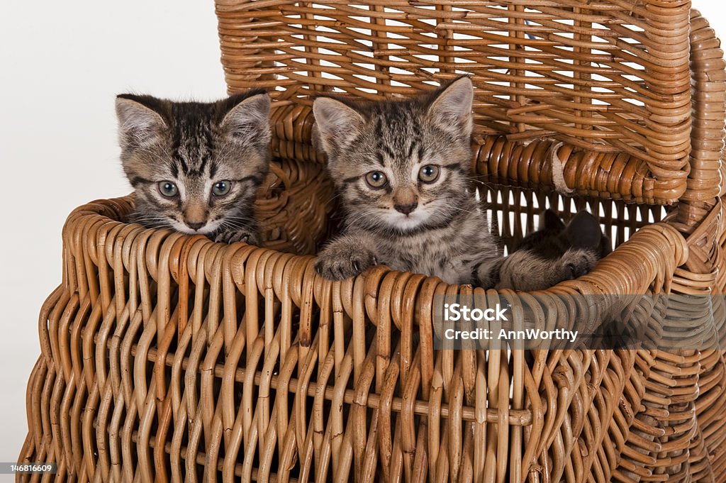 Dois cinza tabby linda que os gatinhos em uma cesta de piquenique - Foto de stock de Animal royalty-free