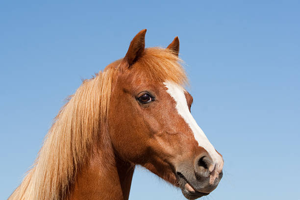 magnifique chestnut pony, rendez-vous sur fond de ciel bleu. - horse animal head animal sky photos et images de collection