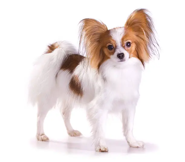 Dog of breed papillon isolated on a white background