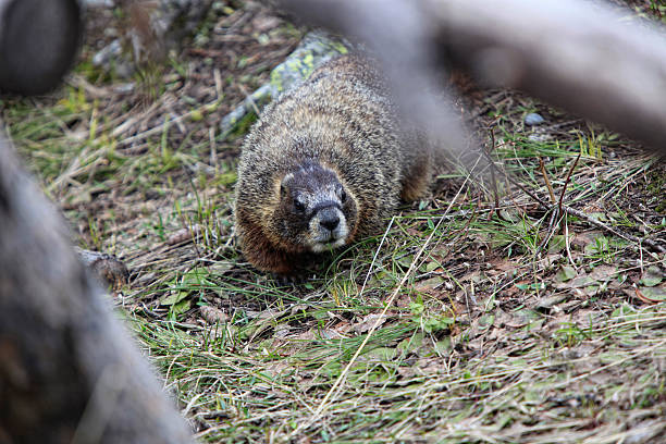 istock Yellow Bellied Marmot 146816777