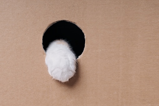 Tabby cat sticks his paw out of a hole in the cardboard box. Horizontal image with copy space.