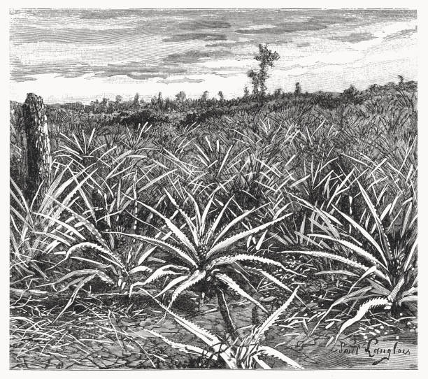istock Field with pineapple plants, wood engraving, published in 1899 1468168112