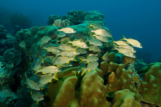 School of Smallmouth Grunt Smallmouth Grunt (Haemulon chrysargyreum) on a tropical coral reef in Bonaire, Netherlands Antilles. grunt fish photos stock pictures, royalty-free photos & images