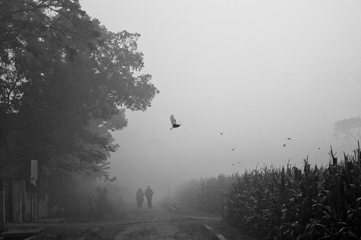 People are walking along rural road in a foggy winter morning