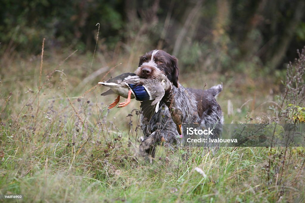 Pointer alemán de pelo de alambre recuperar un pato - Foto de stock de Pato - Pájaro acuático libre de derechos