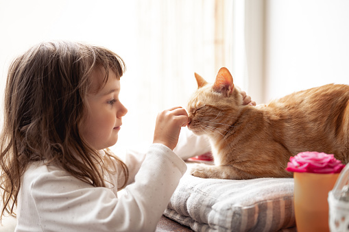 Adorable little girl and a cat indoor at home. love and domestic pets with children.Cat and little girl sitting on windowsill. Adorable little girl and a cat