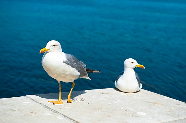 istock Two white seagulls on blue sea background 146817010