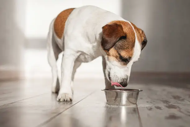 Photo of Cute dog eating food from bowl