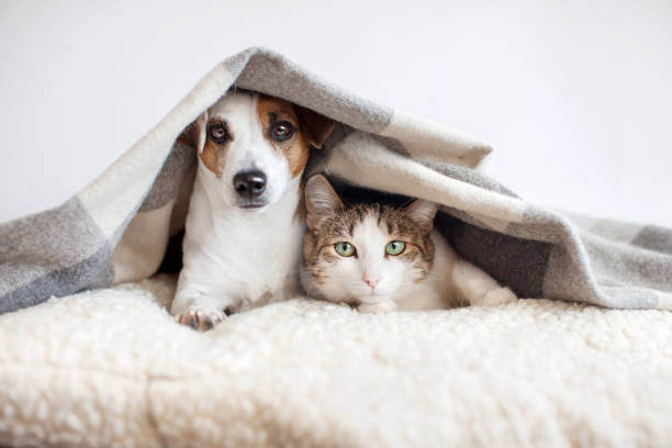 istock Dog and cat together 1468170307