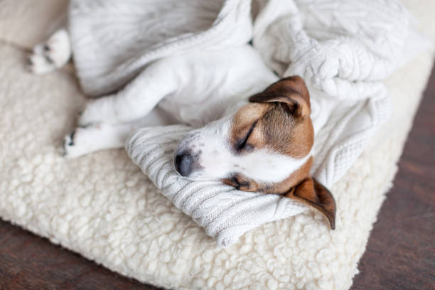 istock Sleeping puppy on dog bed 1468170326