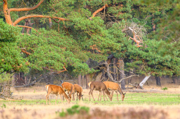 Red deer hind herd in a forest during an autumn afternoon at in the midst of the rutting season.
