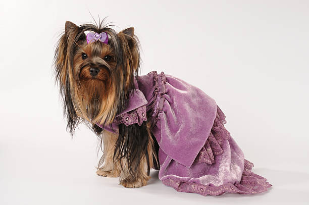 petit chien de salon en robe en velours violet - bow pets small velvet photos et images de collection