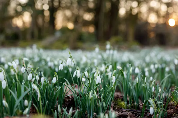 Blossoming snowdrop flowers in forest on sunny spring day. Lot of snowdrops, flower meadow. Beautiful springtime